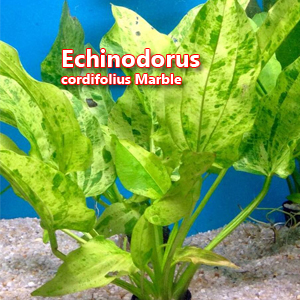 Echinodorus cordifolius Marble